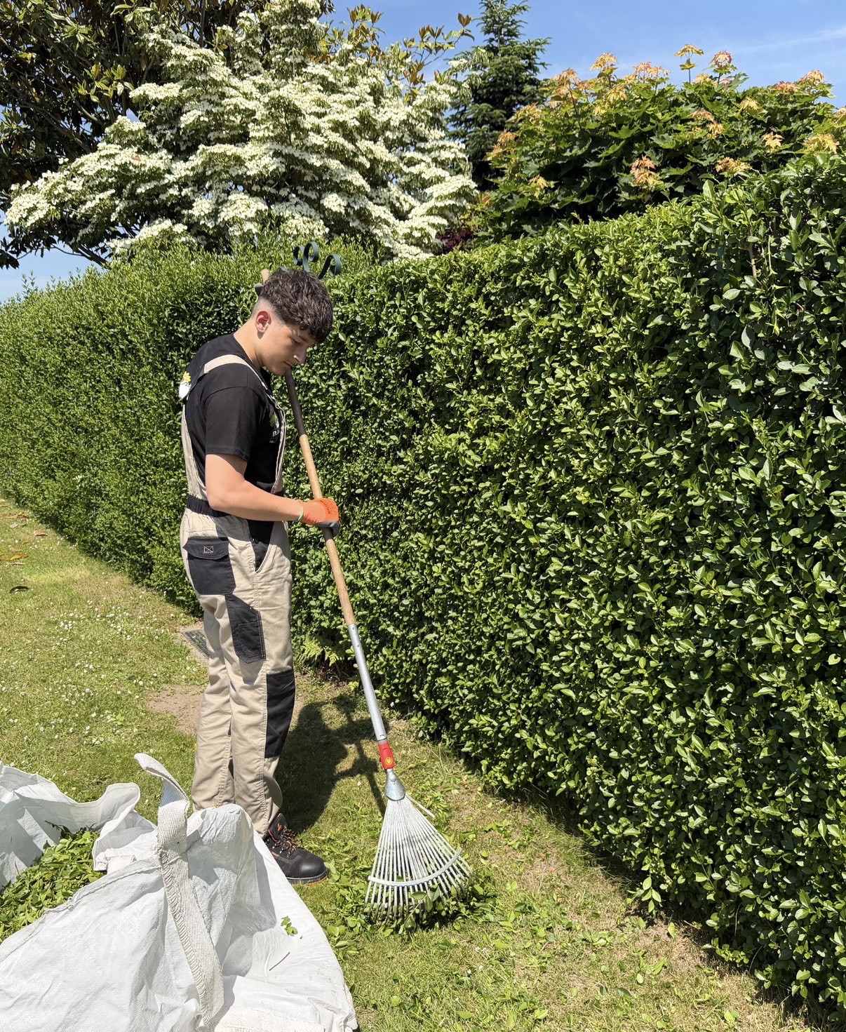 Heckenpflege mit Mitarbeiter